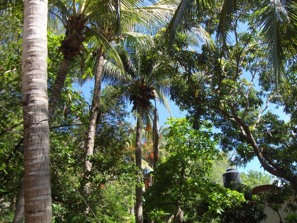Hôtel El Almendro à Puerto Ángel Extérieur photo